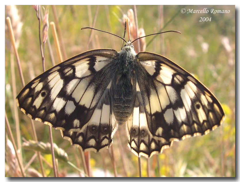 Un''altra Melanargia si posa sul forum: Melanargia russiae